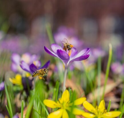 Vibrant bee-friendly plants like lavender, sunflowers, and wildflowers in a garden attracting bees for pollination.