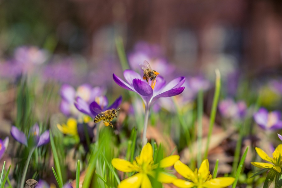 Vibrant bee-friendly plants like lavender, sunflowers, and wildflowers in a garden attracting bees for pollination.