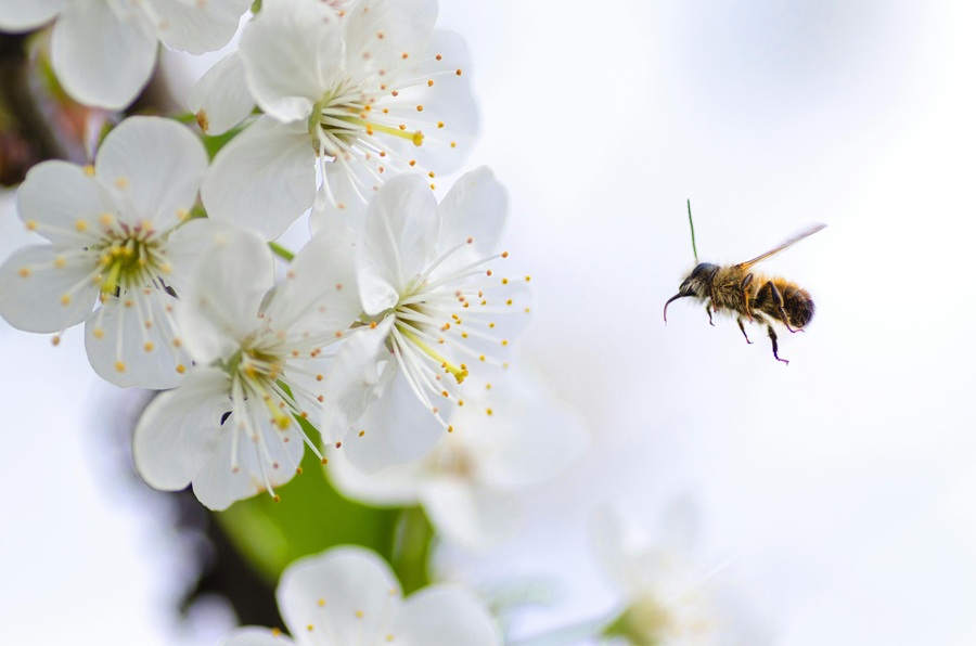 A garden with wildflowers, a bee water dish, and a wooden bee house supporting conservation efforts.