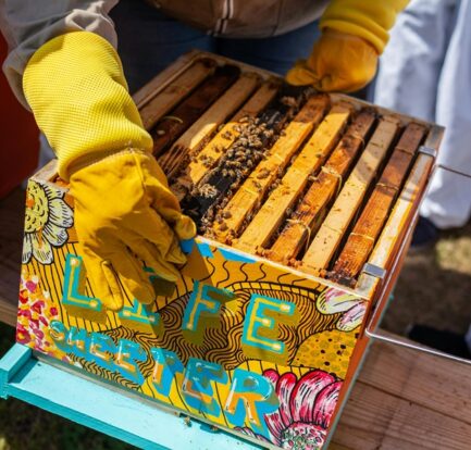 Get involved in local bee conservation efforts by volunteering, creating bee-friendly habitats, and supporting sustainable beekeeping practices.