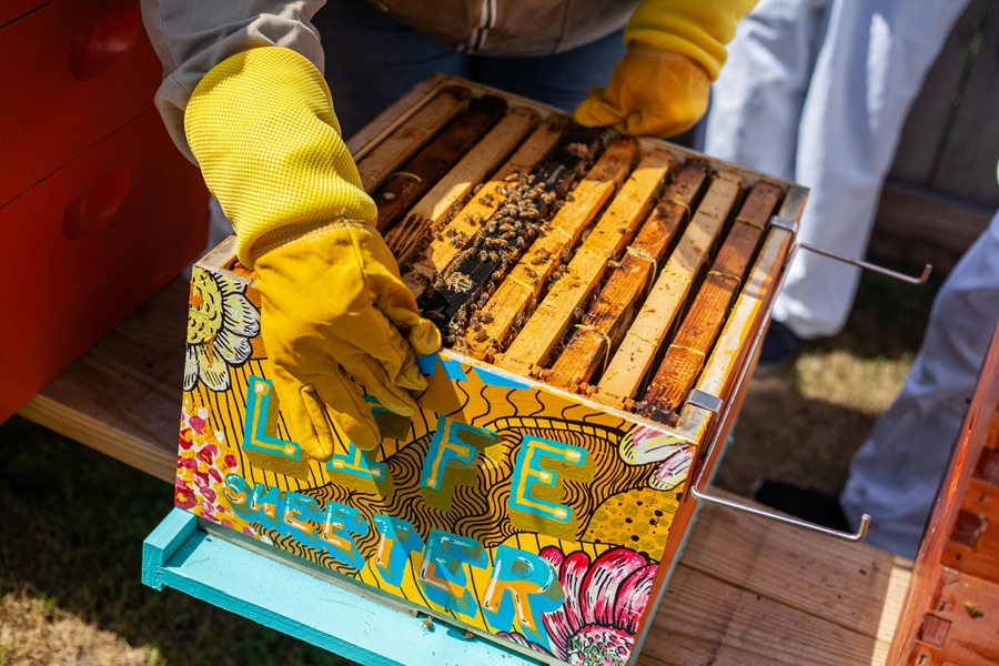 Get involved in local bee conservation efforts by volunteering, creating bee-friendly habitats, and supporting sustainable beekeeping practices.