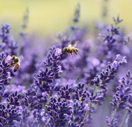 A close-up of a honeybee on a wilted flower, symbolizing the decline of bee populations due to habitat loss, pesticides, and climate change.