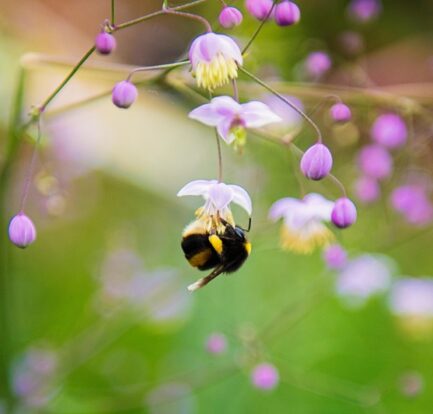 A colorful bee-friendly garden filled with native flowers and buzzing pollinators.