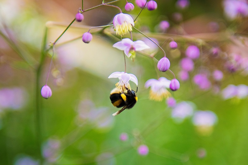 A colorful bee-friendly garden filled with native flowers and buzzing pollinators.