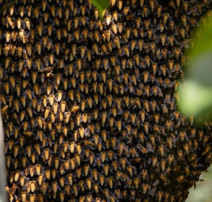 A honeybee collecting nectar from a blooming linden tree flower.