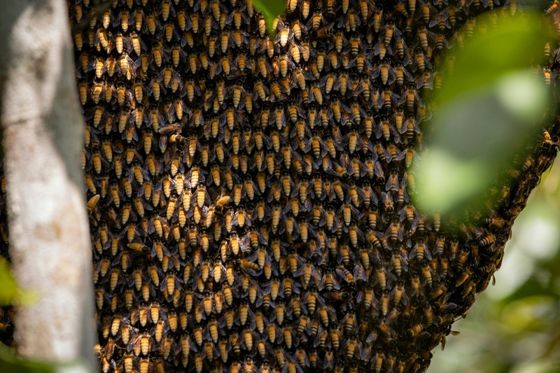 A honeybee collecting nectar from a blooming linden tree flower.