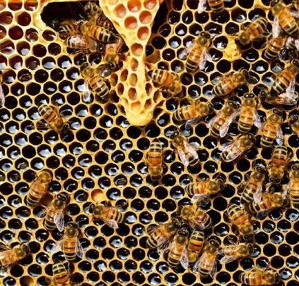 The life cycle of a honey bee, showing stages from egg to adult in a thriving hive.