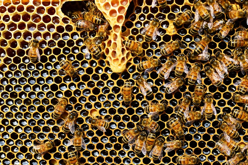 The life cycle of a honey bee, showing stages from egg to adult in a thriving hive.