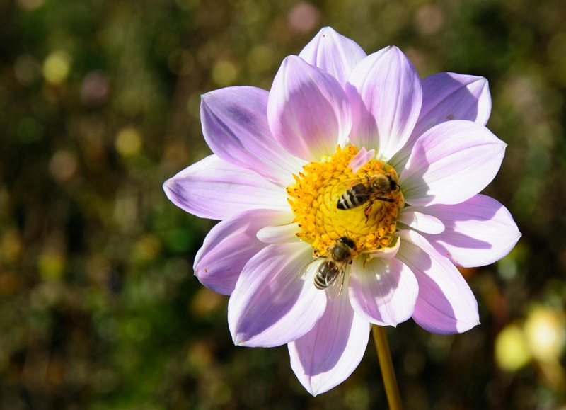 Bee collecting nectar from a flower in a pesticide-free garden