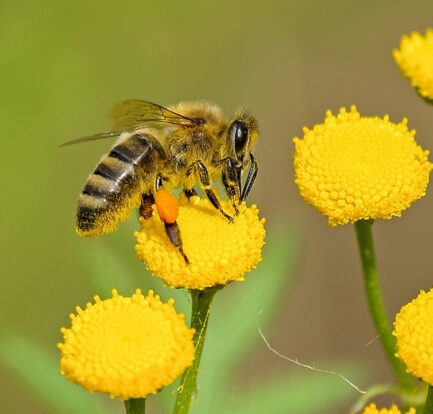 Bee collecting pollen on a vibrant flower representing global conservation efforts