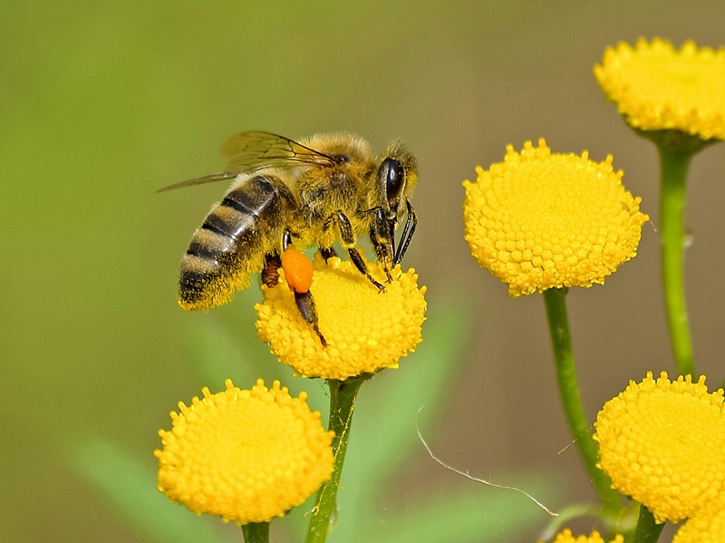 Bee collecting pollen on a vibrant flower representing global conservation efforts
