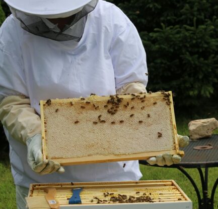 Beekeeper in protective gear inspecting a honeycomb frame with bees