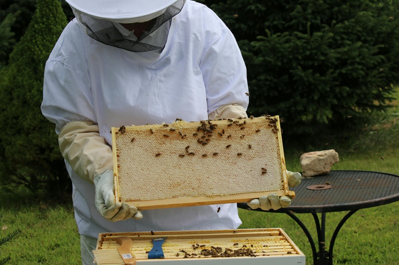 Beekeeper in protective gear inspecting a honeycomb frame with bees