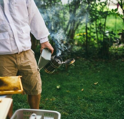 Beekeeper using a smoker in a backyard garden to calm bees during hive inspection