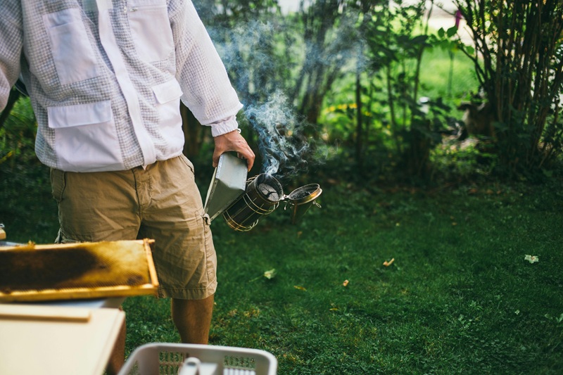 Beekeeper using a smoker in a backyard garden to calm bees during hive inspection