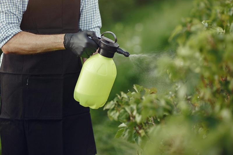 Gardener spraying plants with natural pesticide in eco-friendly garden
