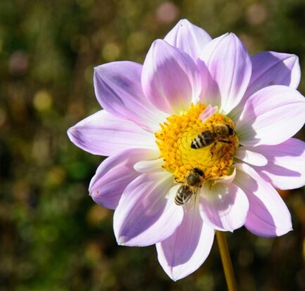 Two bees collecting pollen from a light purple flower in full bloom