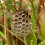 Ground bee nest attached to garden plant with pollinator