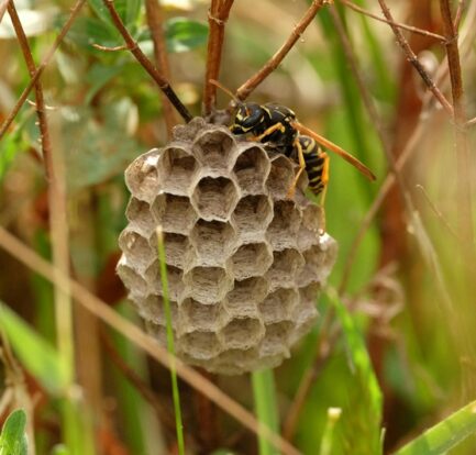 Ground bee nest attached to garden plant with pollinator
