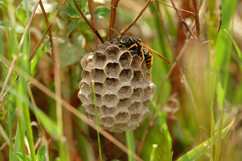 Ground bee nest attached to garden plant with pollinator