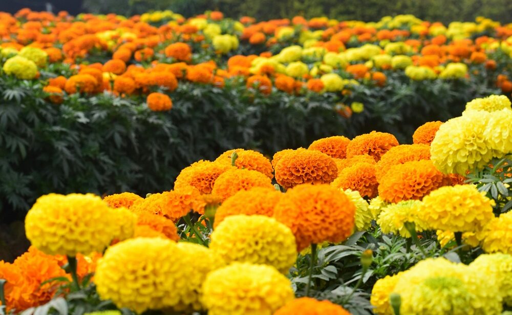 Bright orange and yellow marigold flowers blooming in a garden.