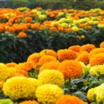 Bright orange and yellow marigold flowers blooming in a garden.