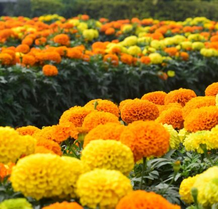 Bright orange and yellow marigold flowers blooming in a garden.
