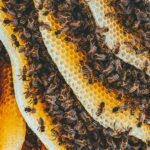 Close-up of bees working on honeycomb, showing signs of a healthy beehive.
