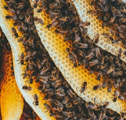 Close-up of bees working on honeycomb, showing signs of a healthy beehive.