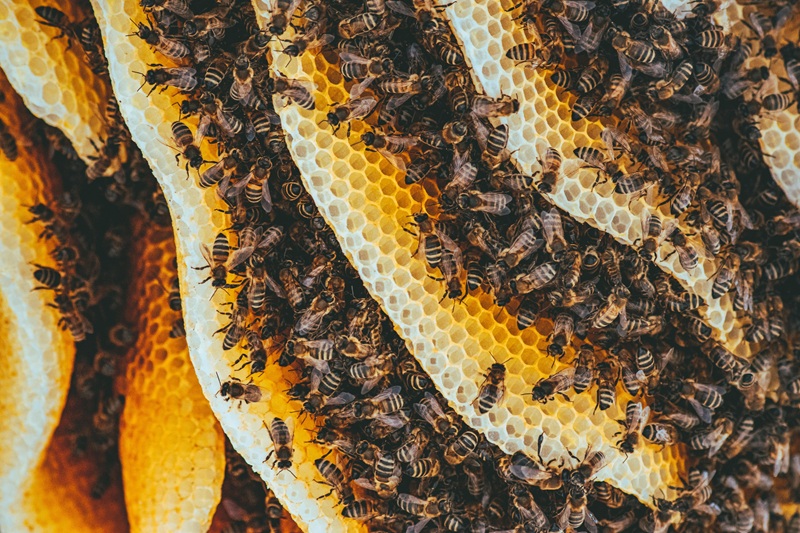 Close-up of bees working on honeycomb, showing signs of a healthy beehive.