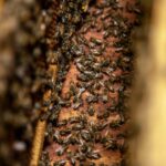 Close-up view of ground-nesting bees working together inside a wooden habitat, showcasing their role as essential pollinators.