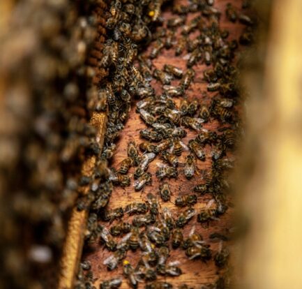 Close-up view of ground-nesting bees working together inside a wooden habitat, showcasing their role as essential pollinators.