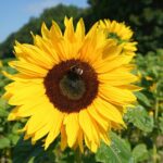 Close-up of a bright yellow sunflower with a bee collecting pollen in a sunny field, symbolizing native plants supporting local pollinators.