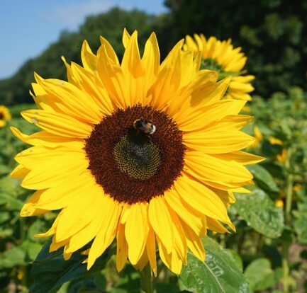 Close-up of a bright yellow sunflower with a bee collecting pollen in a sunny field, symbolizing native plants supporting local pollinators.