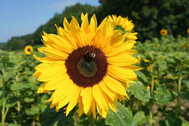 Close-up of a bright yellow sunflower with a bee collecting pollen in a sunny field, symbolizing native plants supporting local pollinators.
